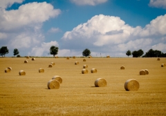 Poster (F203) Wiese mit Heuballen