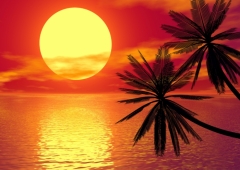 Poster (S802) red sunset and palm