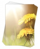 Motivpapier Briefpapier (L�wenzahn-5174, DIN A4, 25 Blatt) wundersch�ne gelbe Butterblumen