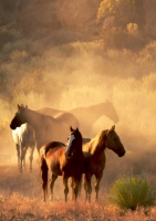 Poster (S807) peaceful gathering